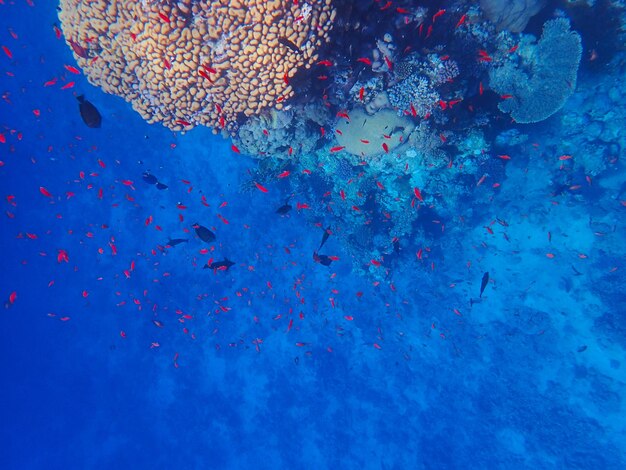 Tropical fish and coral reef near jaz maraya coraya bay marsa alam egypt