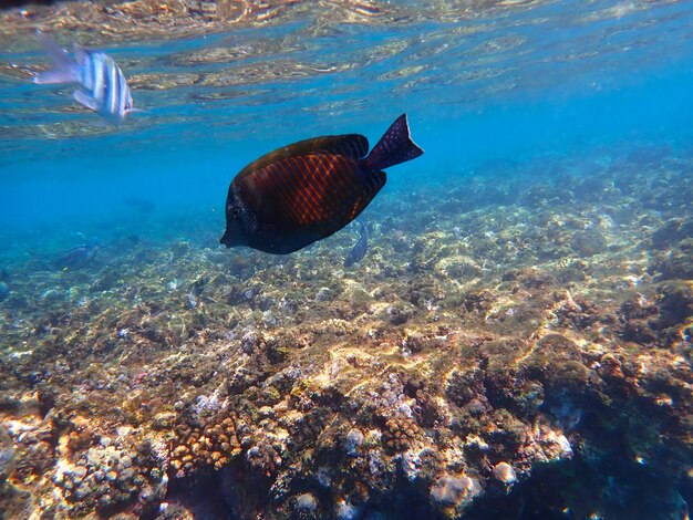 Tropical fish and coral reef near jaz maraya coraya bay marsa alam egypt