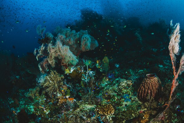 Тропические рыбы и коралловые рифы в солнечном свете