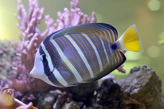 Foto pesci tropicali in una barriera corallina