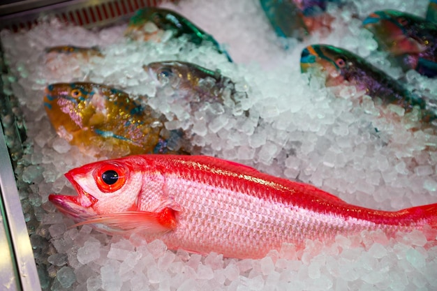 市場の熱帯魚