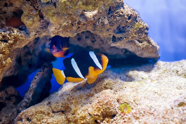 Tropical fish swim near coral reef. Underwater life.