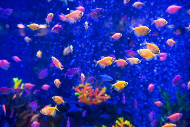 Tropical fishes in aquarium as nature underwater sea life background