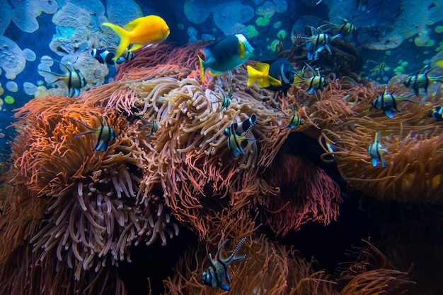 サンゴ礁のある青い水の熱帯の魚