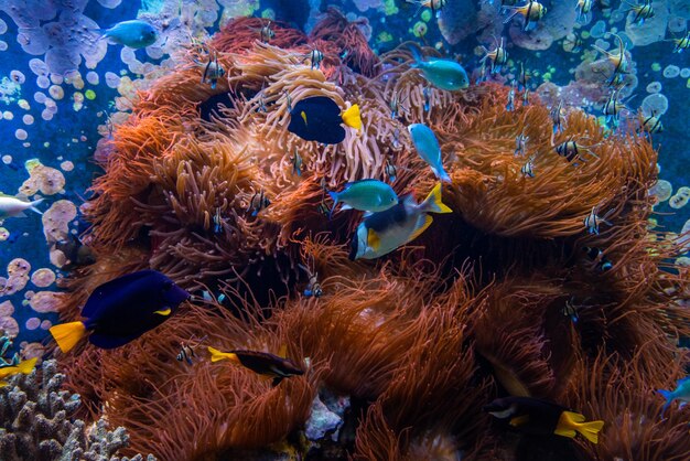 サンゴ礁のある青い水の熱帯の魚