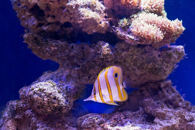 Тропические рыбы плавают возле кораллового рифа. Выборочный фокус