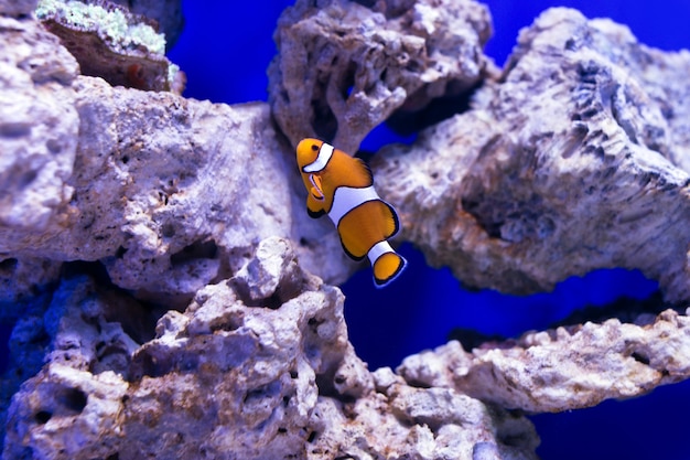 Тропические рыбы плавают возле кораллового рифа. Выборочный фокус