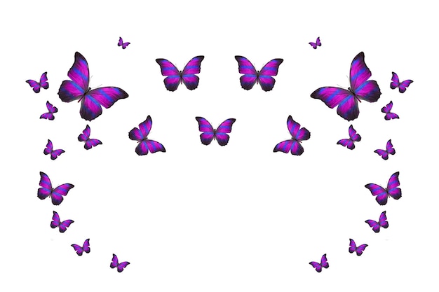 Тропическая стая летающих цветных бабочек, изолированных на белом. тропические бабочки. летающие насекомые. Фото высокого качества
