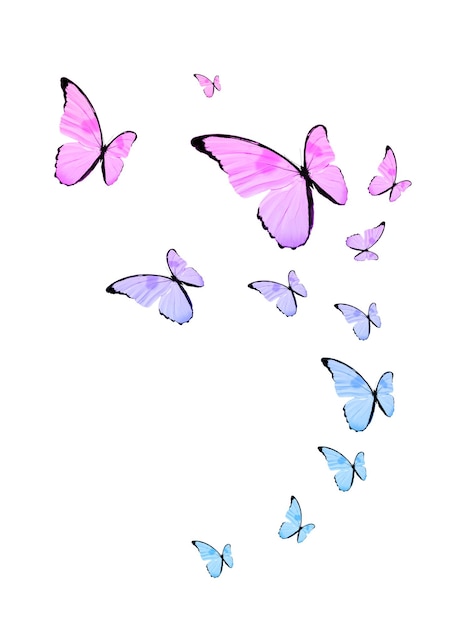 tropical flock of flying colored butterflies isolated on white