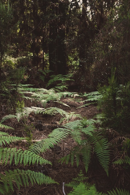 Tropical flora and forest plants with high trees