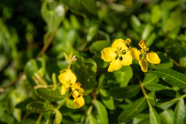 フィールドの熱帯の花自然の緑の植生美しい夏の日の風景