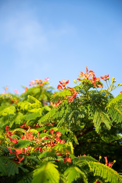 들판의 열대 꽃 자연 녹색 식물 아름다운 여름날 풍경