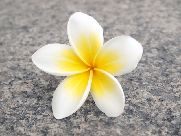 Frangipani fiore tropicale