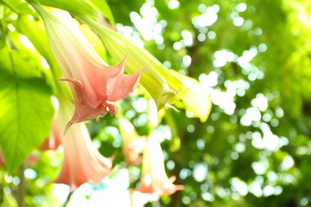 Tropical flower in greenhouse at botanic garden