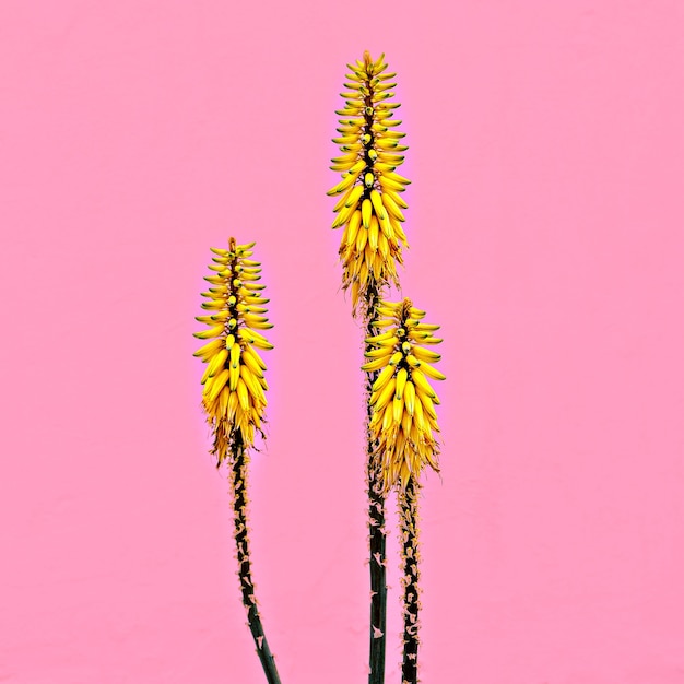 Tropical flower on pink minimal art