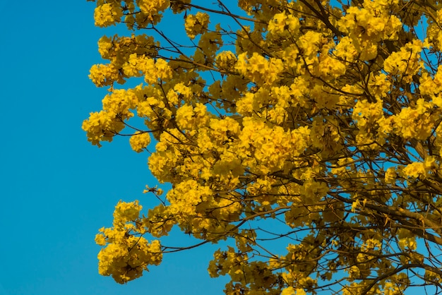 Foto fiore tropicale nel parco delle piante, immagine d'annata del filtro