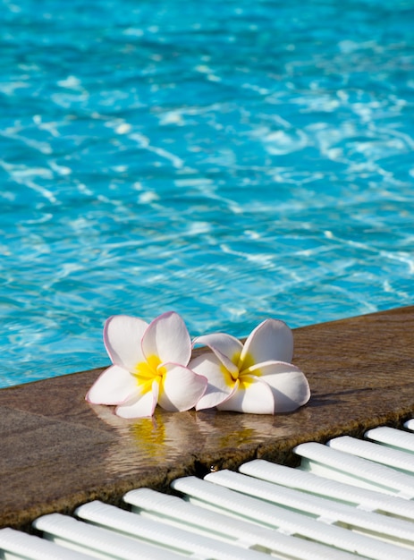 Fiore tropicale plumeria sulla piscina