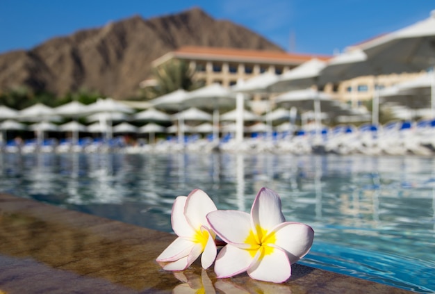 Tropical flower Plumeria  on swimming pool