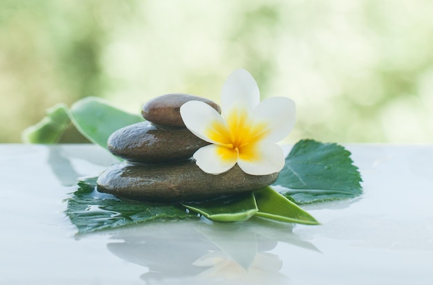 Tropical flower on thw stones with green leaves for massage room with sunlight