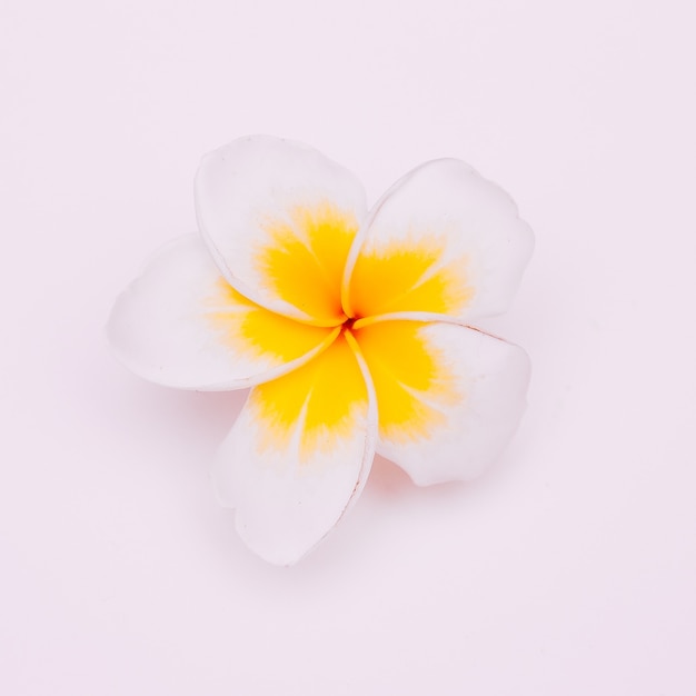 白い背景の上の熱帯の花