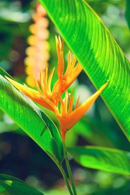 tropical flower