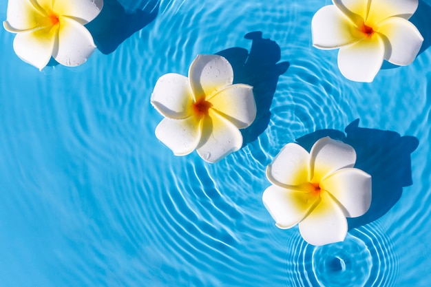 Tropical flowers on a blue water background. Top view, flat lay.