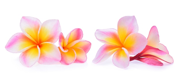 사진 열 대 꽃 frangipani (plumeria) 흰색 배경에 고립