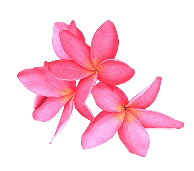 열 대 꽃 frangipani plumeria 흰색 배경에 고립