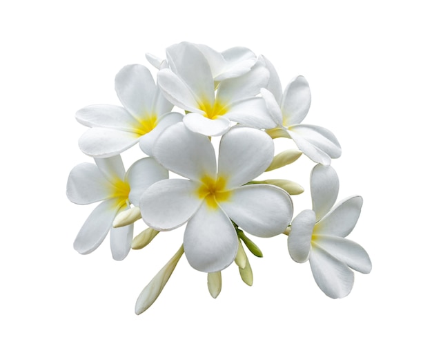 Foto frangipane tropicale dei fiori (plumeria) isolato su fondo bianco