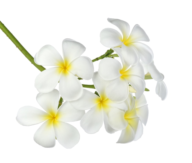 열 대 꽃 frangipani (plumeria) 흰색 배경에 고립