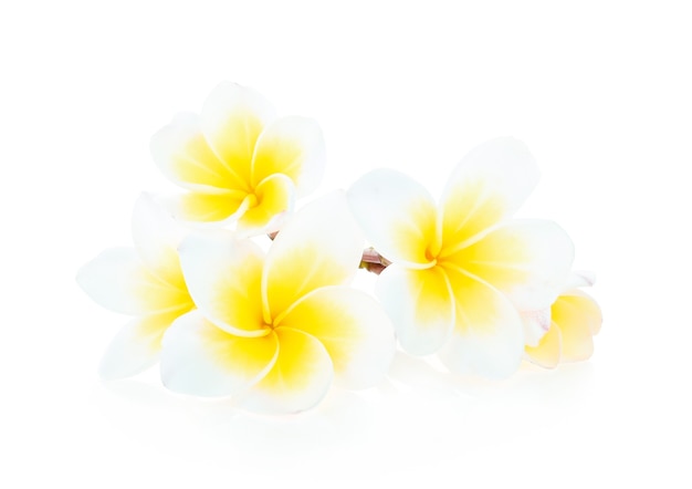 写真 白い背景の上の熱帯の花フランジパニ（プルメリア）