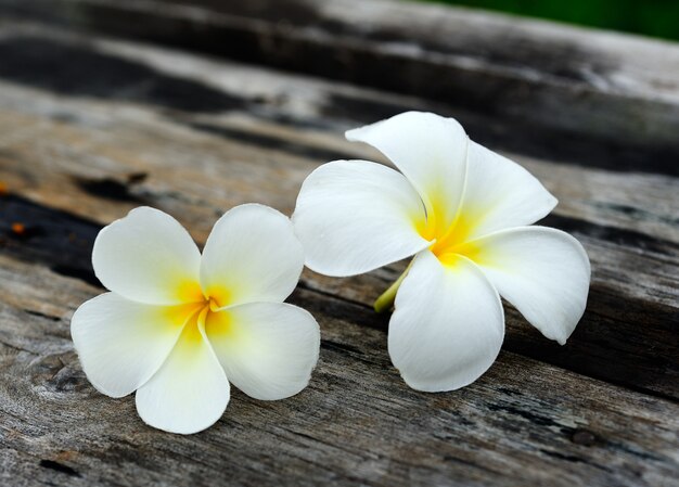 Tropical flowers frangipani on wood