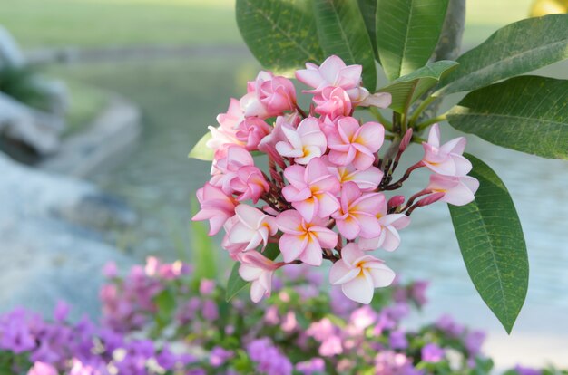 Tropical flowers frangipani 