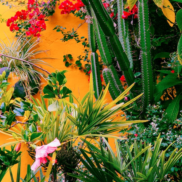 Foto i fiori tropicali mescolano l'isola delle canarie. concetto di amante del giardino