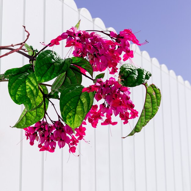 Photo tropical flowers. nature. canary island