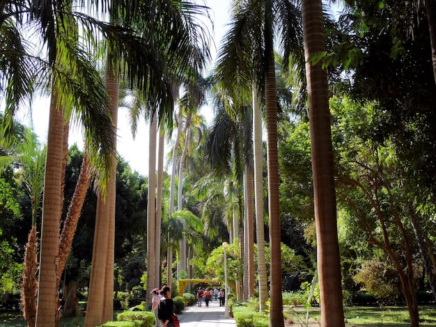 Tropical flowers and plants in the park