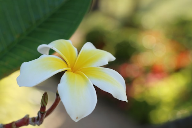 熱帯の花白プルメリア