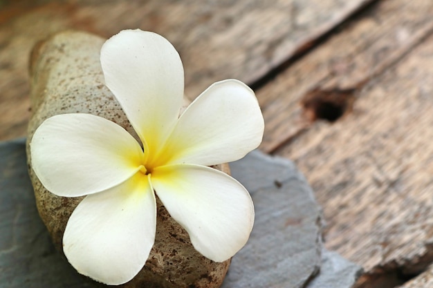 熱帯の花白プルメリア