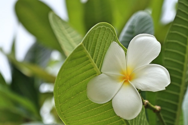 열 대 꽃 흰색 frangipani