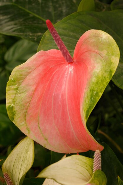 Photo tropical flowers