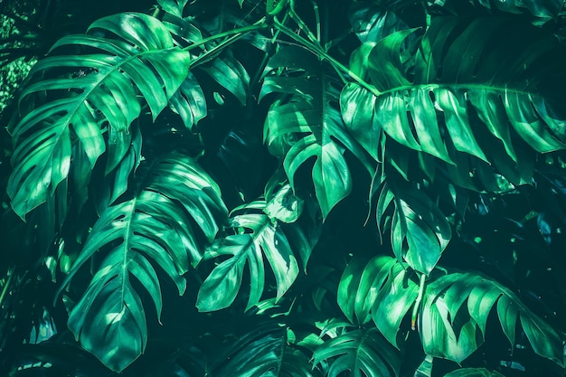 Tropical foliage dark green nature background