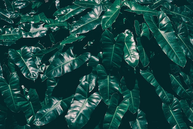 Tropical foliage, dark green nature background