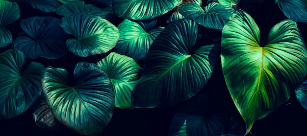 Tropical foliage dark nature background