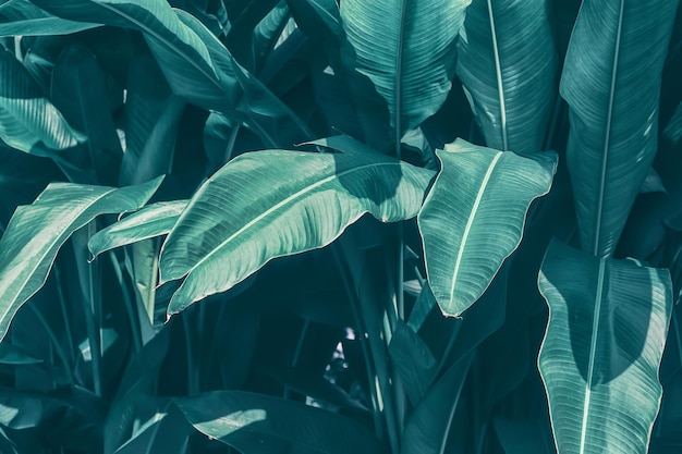 Foto fogliame tropicale sfondo scuro della natura