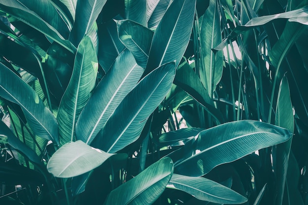 tropical foliage  dark nature background