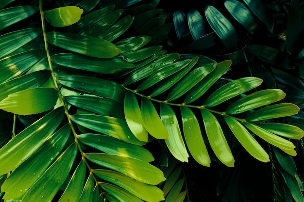 Tropical foliage green nature background