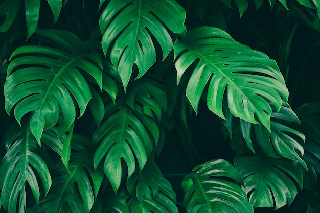 熱帯の葉;緑の自然の背景