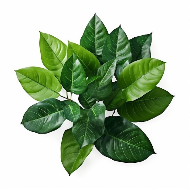 tropical foliage greenery botanical leaf