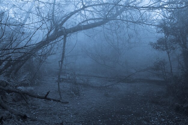霧の中で熱帯林