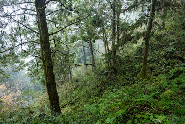 Tropical forest over the hiking trail